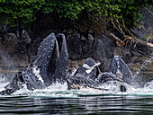 Öffnen Sie den Mund, füttern Buckelwale (Megaptera novaeangliae) in der Chatham Strait, Alaskas Inside Passage