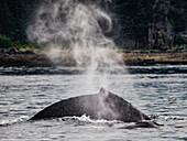 Wal bläst und Flossen, füttert Buckelwale (Megaptera novaeangliae) in der Chatham Strait, Alaskas Inside Passage