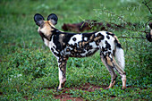 Afrikanischer Wildhund (Lycaon pictus) von hinten gesehen mit aufgestellten Ohren