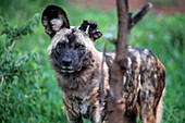 Afrikanischer Wildhund (Lycaon pictus) mit abgerissenem linken Ohr
