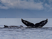 two humpback whales, one tail one back, Warm Springs, Alaska, Image made under NMFS permit 19703.