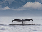 Humpback whale's tail, Warm springs, Alaska. Image made under NMFS permit 19703.