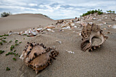 Shells at shell midden at Magdalena Bay, Baja California Sur