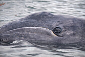 gray whale (Eschrichtius robustus) calf with head above water
