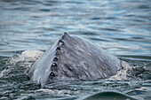 Back of gray whale.Gray whale (Eschrichtius robustus)