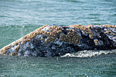 Gray whale showing callosities on head and back. Gray whale (Eschrichtius robustus)