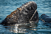 gray whale (Eschrichtius robustus), mom has head out of water