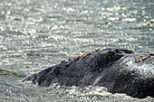 Close up of Gray whale (Eschrichtius robustus) showing head