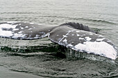 Grauwalschwanz oder Fluke. Magdalena Bucht