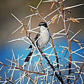 Bird in the acacia thorns