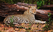 Leopard Panthera pardus sitting by a log