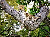 Leopard (Panthera pardus) Okavango Delta, Botswana