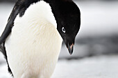 Adelie-Pinguin (Pygoscelis adeliae) in der Antarktis