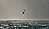 Albatros-Silhouette