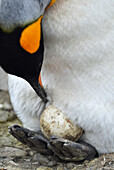 King Penguin (Aptenodytes patagonicus) with egg