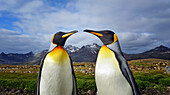 King Penguins (Aptenodytes patagonicus) in South Georgia