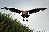 Skua (Catharacta maccormicki) landing and flying