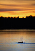 killer whale at sunset in Alaska