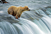 Katmai bear fishing