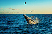Whale breach in Alaska