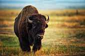 Büffel (Bison bison) in Jackson, Wyoming