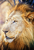 Löwenmännchen (Panthera leo)