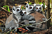 Ringschwanzmakis (Lemur catta)