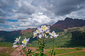 Columbine flowers maroon bells in Colorado Alpine