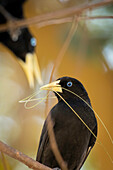 Yellow rumped Caciques, buid a nest