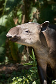 A gentle giant tapir eats mangos in the jungle edge