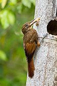 A Tawny woodcreeper brings food to its nest