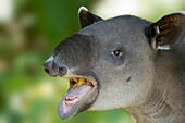 A gentle giant tapir eats mangos in the jungle edge