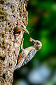 A couple of woodpeckers bring food to feed their chicks