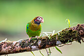 A brown-hooded parrot takes a look back to me
