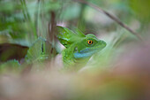 Green Basilisk blending perfectly well with its environment