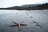 Spaziergang am Strand bei Ebbe in Juneau, AK. Ein gefleckter Seeadler sitzt da und wartet auf die Rückkehr der Flut.