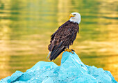 A bald eagle sits on an iceberg in the waters of Glacier Bay National Park.