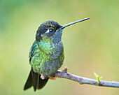 A Talamanca Hummingbird (Eugenes spectabilis) takes a little break.