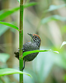 The Riverside Wren (Cantorchilus semibadius) is endemic to Costa Rica and western Panama.