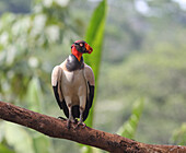 The king of the vultures in the rainforests of Costa Rica, Sarcoramphus papa.