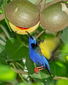 A Red-legged Honeycreeper (Cyanerpes cyaneus) hovers to reach the pulp of a horseballs tree (Stemmadenia donnell-smithii).