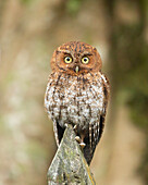 A bare-shanked screech-owl looks right at the camera.
