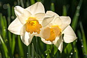 Two daffodils after a rain shower in spring