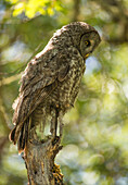 Hunting adult great gray owl (Strix nebulosa) in madrone tree in southern Oregon