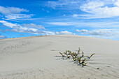 A lone plant surviving on the sand dunes of Isla Magdalena