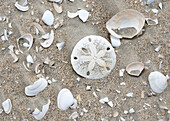 Scattered shells and sand dollar on Sand Dollar Beach, Isla Magdalena