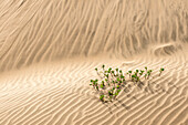 Eine einsame Pflanze, die auf den Sanddünen der Isla Magdalena überlebt