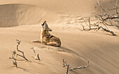 A coyote howls on the sand dunes of Isla Magdalena, Baja California