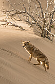 A coyote pauses to look at the camera while climbing a sand dune on Isla Magdalena