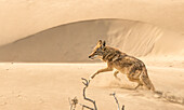A coyote runs on sand dunes on Magdalena Island, Baja California Sur